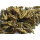 pelle dell&#39;estratto della radice di coptis japonica